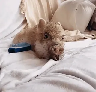 🐷 leitão, animal, animal de estimação, fofo, porco, animal de fazenda whatsapp sticker