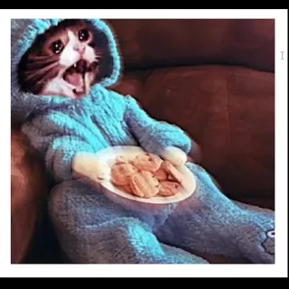🙀 gato, gato a chorar, biscoitos, pijama, meme whatsapp sticker