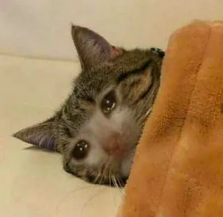 😿 Katze, traurig, Tier, Haustier, Tränen, Meme whatsapp sticker