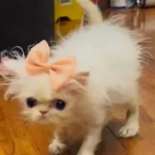 😂 猫, 子猫, ペット, 動物, かわいい, リボン, 白, 飼い猫 whatsapp sticker