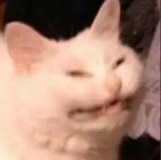 🖐 cat, meme, animal, white cat, funny telegram sticker
