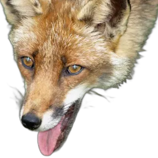 🍙 fox, animal, wildlife, portrait, mammal, nature, red fox telegram sticker