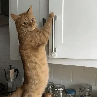 🐈‍⬛️ cat, animal, kitchen, orange, domestic animal, funny, curious telegram sticker