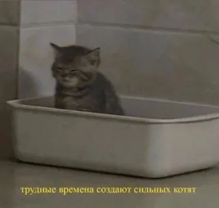 💪 трудные времена создают сильных котят telegram sticker