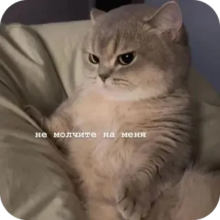 🧚 не молчите на меня telegram sticker