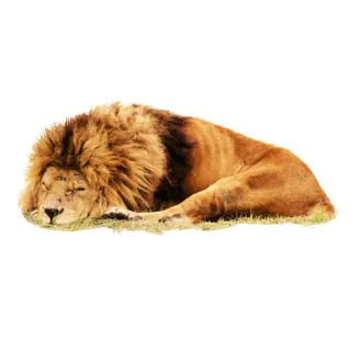 😴 лев, спящий, животное, дикая природа, кошка telegram sticker