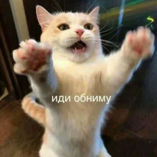 🤗 иди обниму แมว, น่ารัก, มีม, สัตว์, สัตว์เลี้ยง whatsapp sticker
