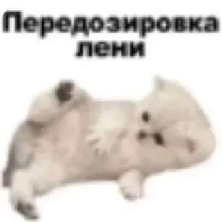 🐶 Передозировка лени 猫, 懒, 搞笑, 表情包, 动物 whatsapp sticker