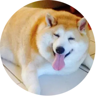 🍕 犬, 柴犬, 可愛い, 動物, ペット, 舌, 幸せ telegram sticker