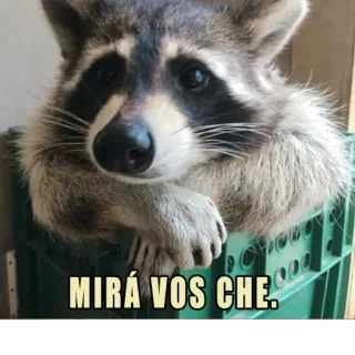 👍 MIRÁ VOS CHE. rakun, imut, binatang, meme, lucu whatsapp sticker