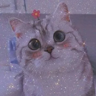 💖 gatto, gattino, animale domestico, carino, animale, gatto domestico telegram sticker