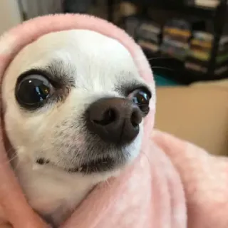 😐 Chihuahua, Hund, Haustier, Tier, süß, mit Kapuze whatsapp sticker