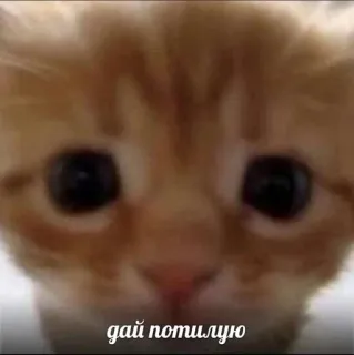 💋 дай потилую 고양이, 귀여운, 동물, 밈 telegram sticker