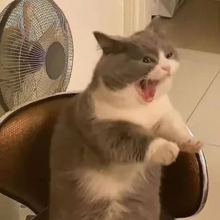 🥱 Katze, Tier, Haustier, Katzenartig, süß, lustig, Meme telegram sticker