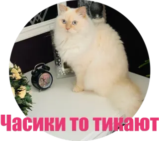 🕛 Часики то тикают кот, животное, часы, время, русский, текст whatsapp sticker