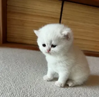 😒 kitten, cat, white, cute, animal, domestic, pet telegram sticker