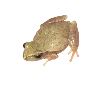🐸 rana, anfibio, animale, fauna selvatica, natura, piccolo telegram sticker