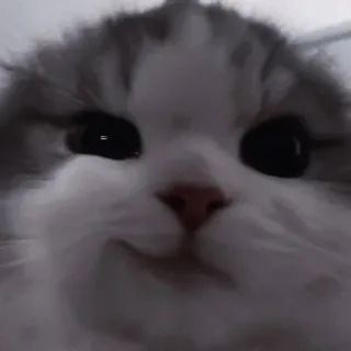💗 кот, милый, животное, питомец, котенок, смешной, мем telegram sticker