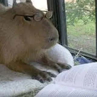 🤨 Capybara, Brille, Lesen, Buch, Tier, Nagetier whatsapp sticker