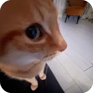 🫥 cat, pet, animal, domestic cat, orange cat, feline telegram sticker