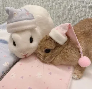 🌟 bunny, rabbit, animal, cute, sleepy, hat, sleeping whatsapp sticker
