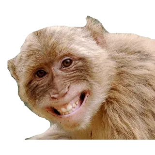😁 猴子, 动物, 灵长类, 哺乳动物, 野生动物 telegram sticker