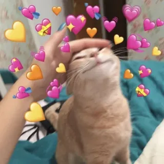 💕 고양이, 하트, 사랑, 귀여운, 애완동물, 동물 whatsapp sticker