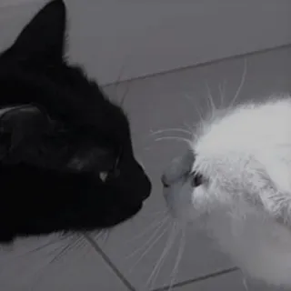 💏 Katze, schwarze Katze, weiße Katze, Tiere, Haustiere, Freundschaft whatsapp sticker
