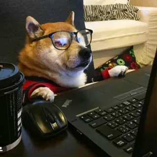 🤓 chien, shiba inu, lunettes, ordinateur, travail, mème, drôle, internet telegram sticker