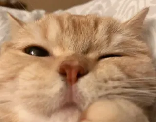 😉 кот, животное, питомец, милый, котёнок, кошачий, крупный план, домашний telegram sticker