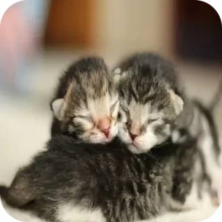 🐱 kätzchen, katzen, tiere, schlafend, süß, babytiere telegram sticker