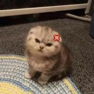 😠 cat, angry, cute, kitten, feline, pet, animal telegram sticker