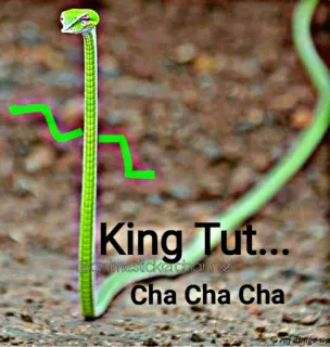 😝 King Tut... Cha Cha Cha schlange, meme, text, lustig whatsapp sticker