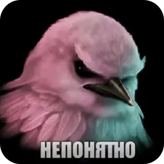 🐦‍⬛️ НЕПОНЯТНО bird, confused, meme, angry, sticker, expression, baffled telegram sticker