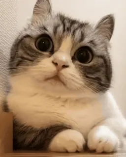 🐈 cat, cute, animal, pet, mammal, domestic cat, kitten, Scottish Fold telegram sticker