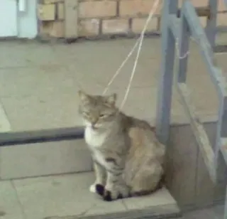 😐 Katze, Treppe, Haustier, Tier, süß, häuslich telegram sticker