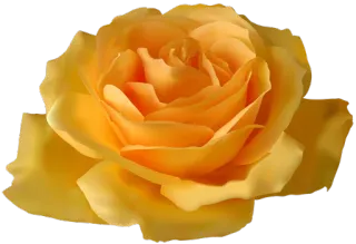 🌹 fiore, rosa, giallo, pianta, natura, floreale whatsapp sticker