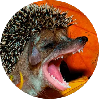 😂 hérisson, animal, bâillement, piquants telegram sticker