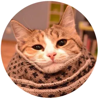 ☺️ gato, animal, bufanda, lindo, mascota, mamífero telegram sticker