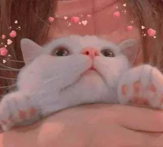 🌸 gato, fofo, animal, animal de estimação, gato branco, corações telegram sticker