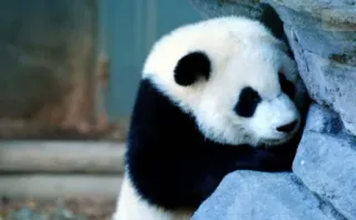 😭 panda, animal, cute, wildlife, mammal, nature telegram sticker