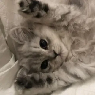 😂 子猫, 猫, かわいい, 動物, ペット, 愛らしい whatsapp sticker