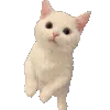 🐱