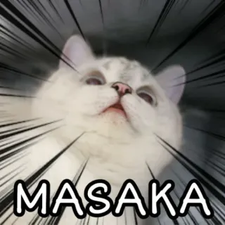 🐈 MASAKA 猫, アニメ, まさか, まさか whatsapp sticker