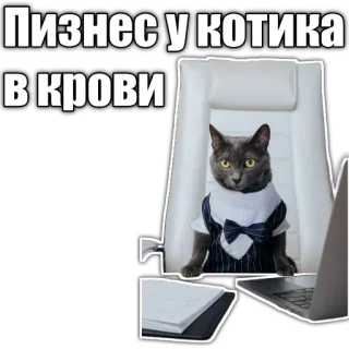 🧑‍💼 Бизнес у котика в крови cat, business, office, russian, suit telegram sticker