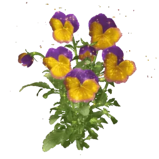 🪻 pansies, flowers, purple, yellow, floral, nature telegram sticker