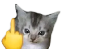 🖕 gatto, dito medio, gattino, offensivo, meme telegram sticker