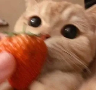 🎀 cat, strawberry, cute, animal, pet whatsapp sticker