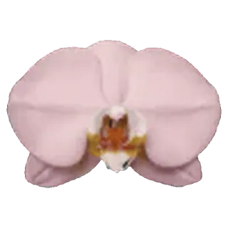 🌺
