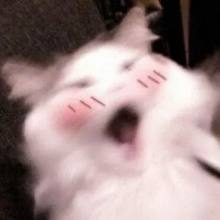 🐈 кот, котёнок, животное, питомец, милый, мем telegram sticker